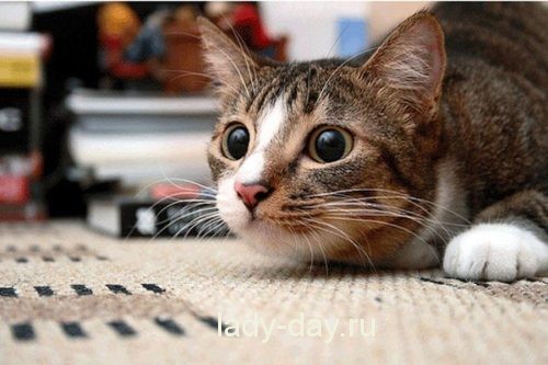 1443337018_gadanie-s-koshkoy-2