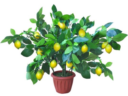лимон в вазоне