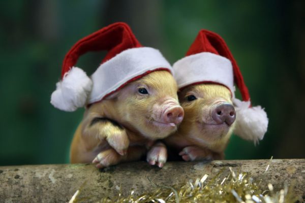 свиньи в новгодних шапках
